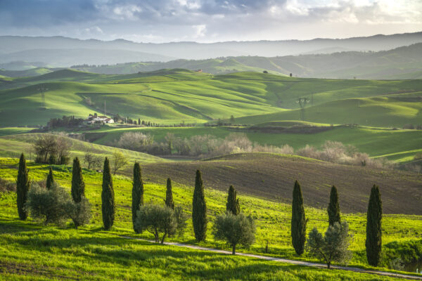 Cypresses and olive trees landscape in Volterra and Montecatini Val di Cecina in the background. Province of Pisa,Tuscany region, Italy